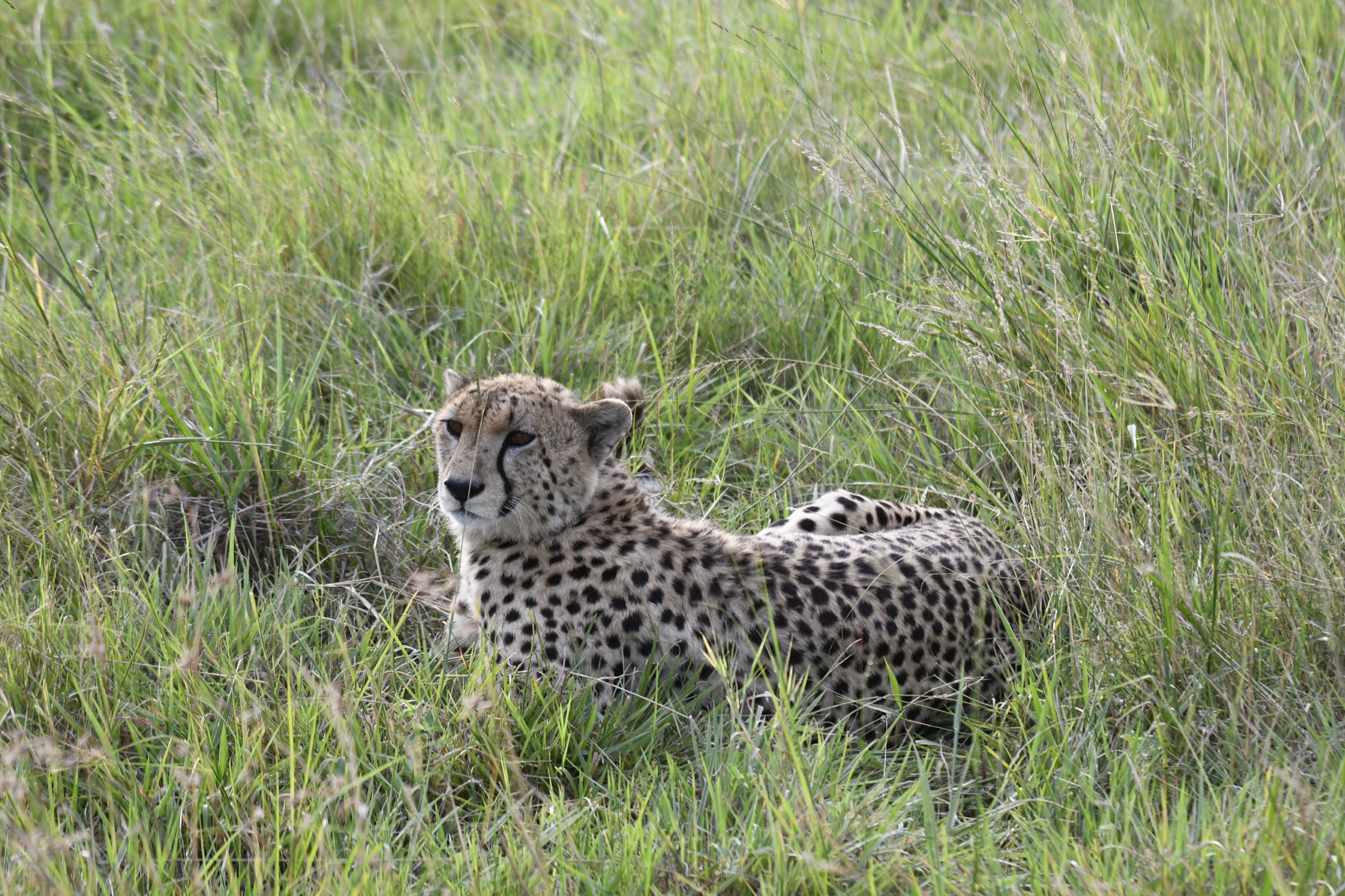 Cheetah, Kenya