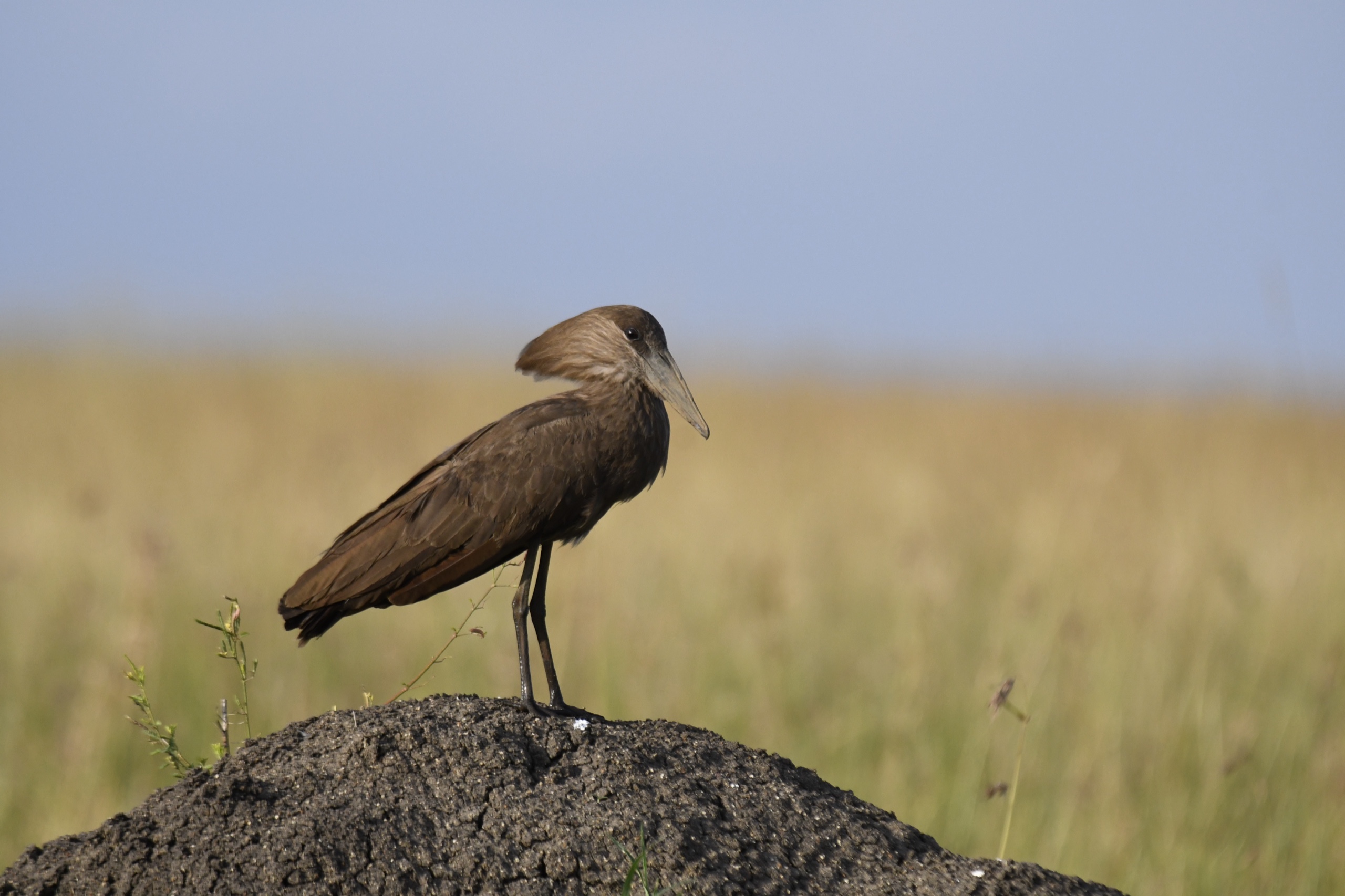 Hamerkop, Kenya