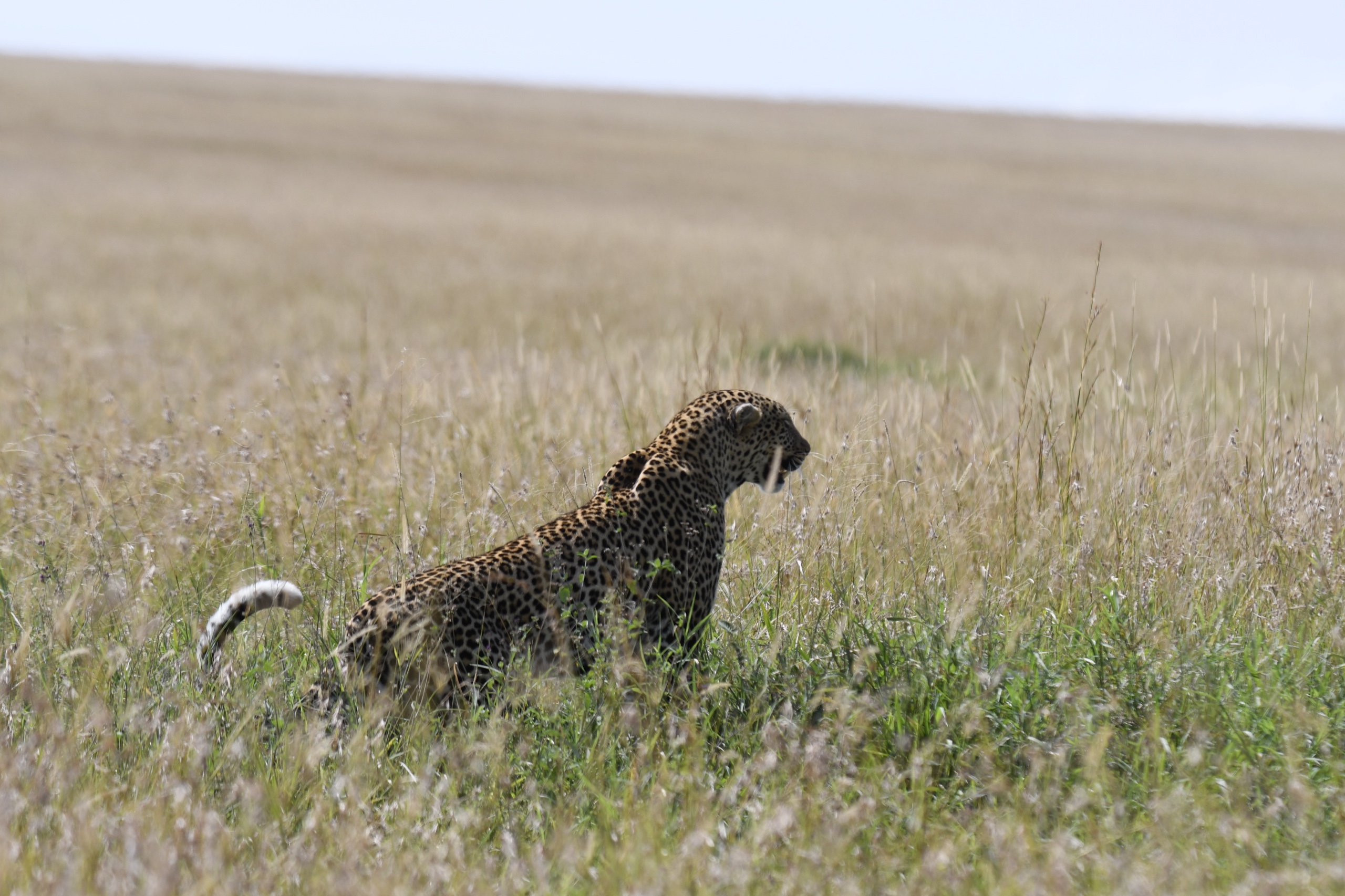 Leopard, Kenya