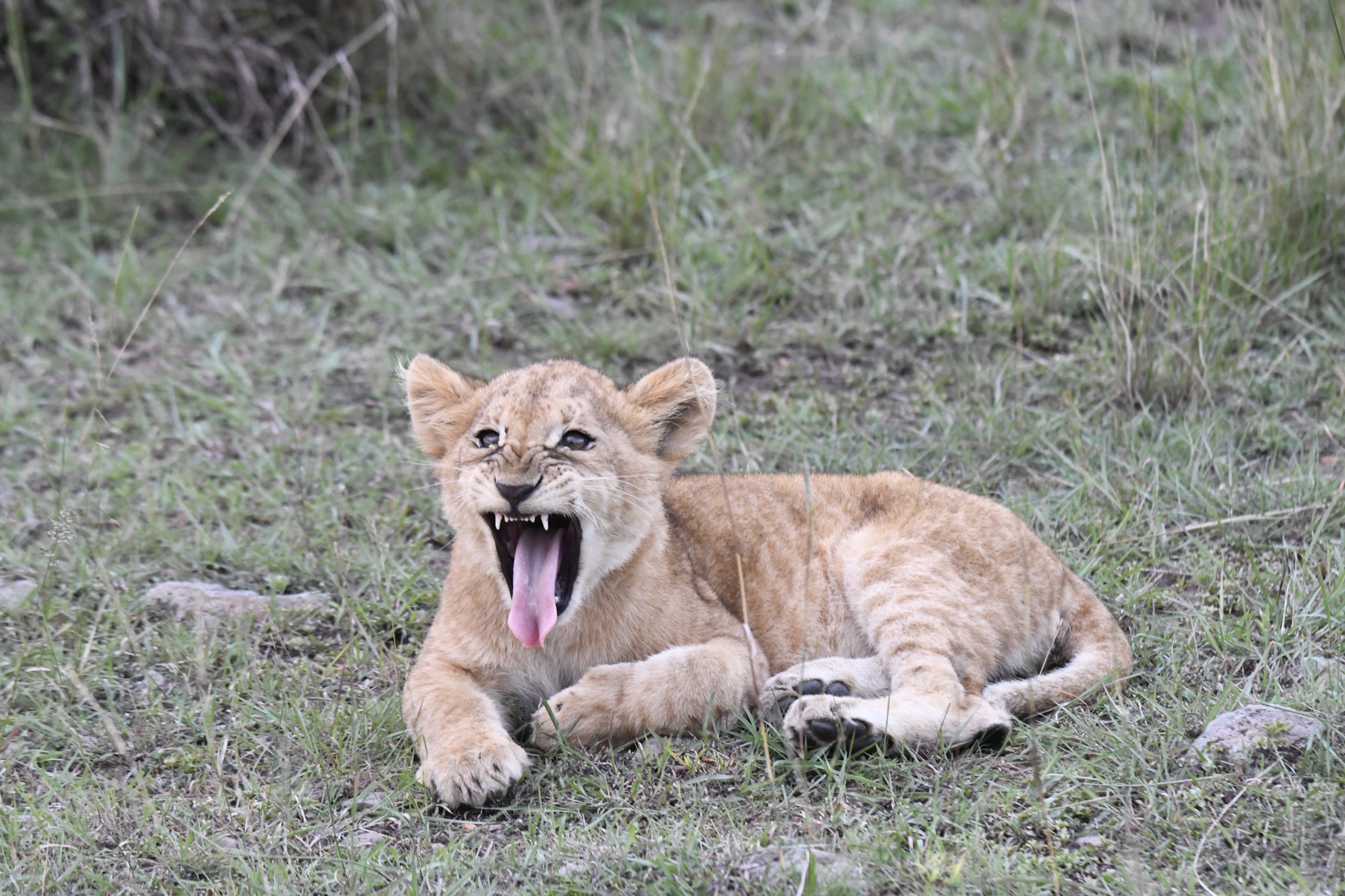 Lion Cub, Kenya