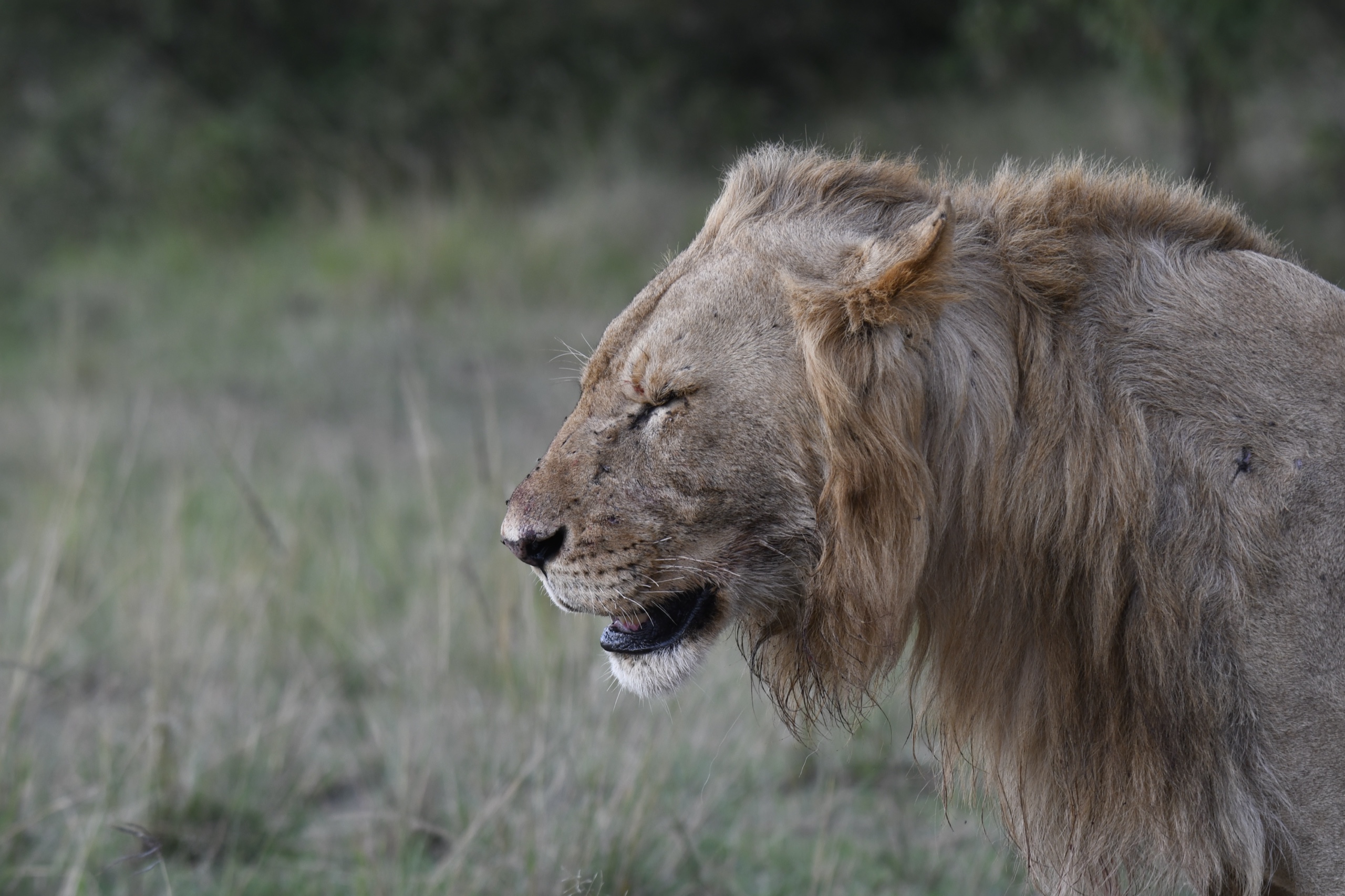 Lion, Kenya